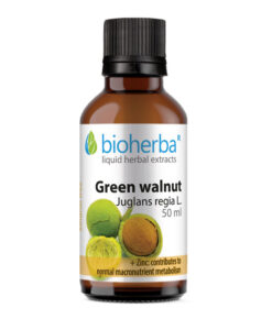 Tinktura zelenog oraha