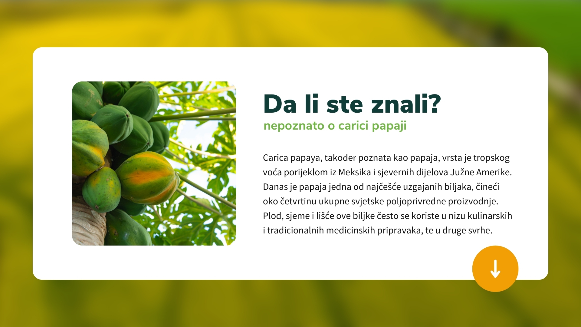 carica papaja