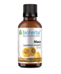 tinktura maca
