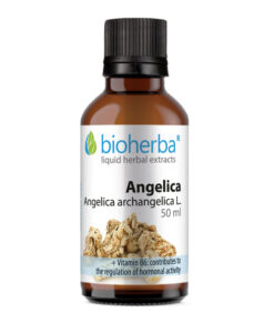 Tinktura ljekovita anđelika